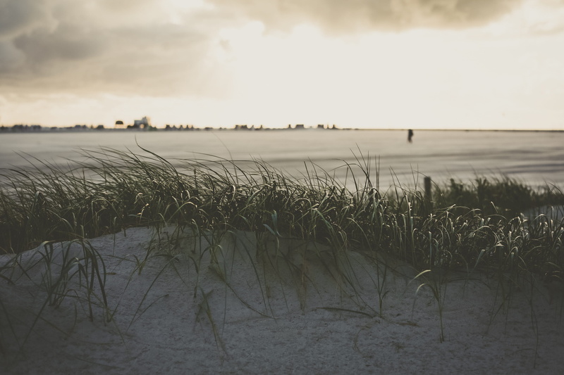 growth, beauty in nature, gras, nature, cloud - sky, nothern sea, scenics - nature, land, day, agriculture, wind, tranquil scene, outdoors, landscape, water