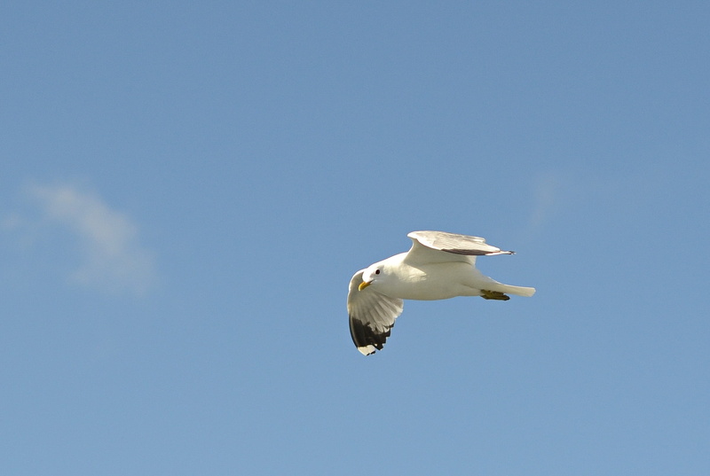 animal themes, animal body part, fly, coast, bird, animal world, outdoors, birds, gull, day, flight, spread wings, north sea, vertebrate, flying, mew gull