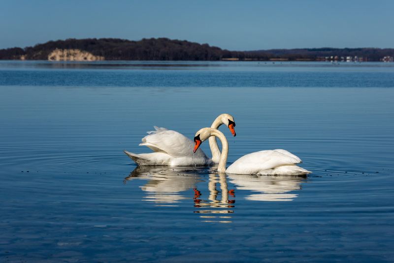 plumage, nature, bill, baltic sea, animal family, swimming, reflection, vertebrate, waterfront, 5K, horizon, two animals, wave, animals in the wild, day