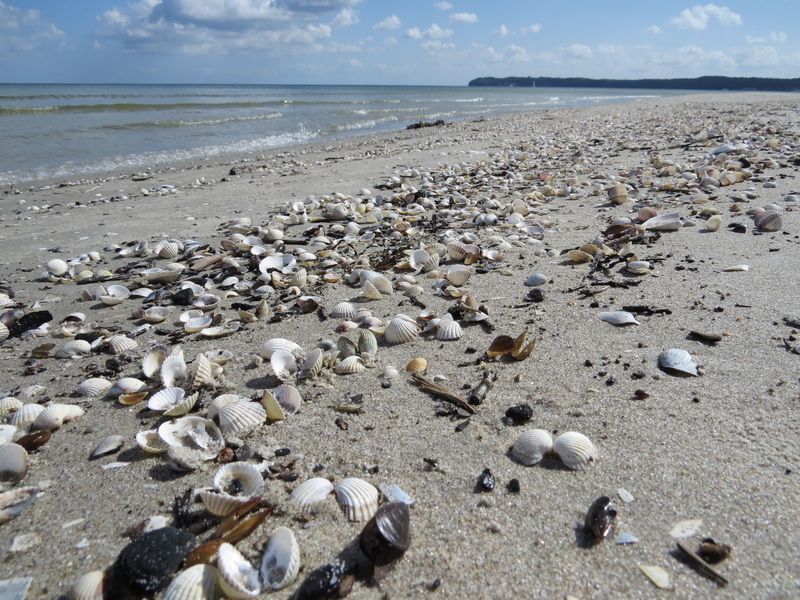 horizon over water, animal wildlife, rügen, outdoors, sea, beach, baltic sea, 4K, horizon, binz, sand, mussels, sky, pebble, shell, tranquil scene, seashell