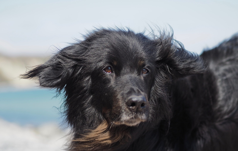 canine, pet, portrait, animal head, no people, outdoors, looking, one animal, animal, domestic animals, hovawart, mammal, sea, cute, vertebrate, close-up
