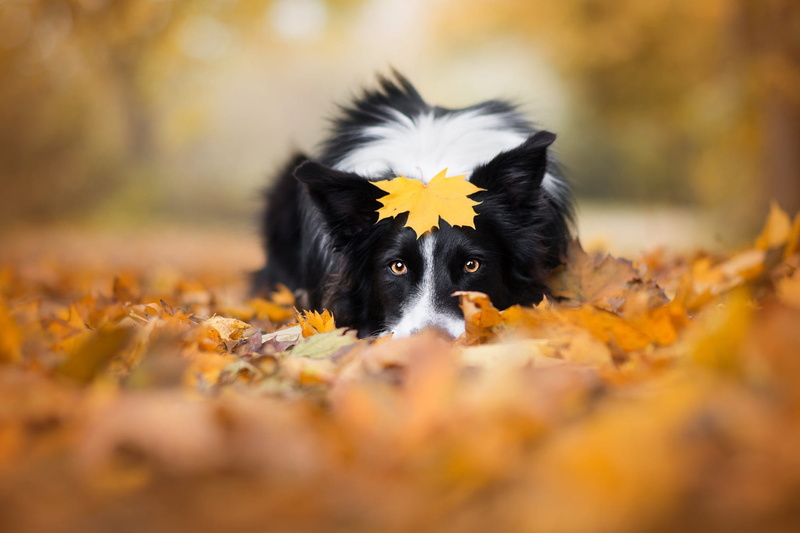 autumn, the pile of leaves, nature, pose, lies, Golden autumn, look, face, leaf, leaves, sheet, foliage, background, 1080P, maple, falling leaves, dog