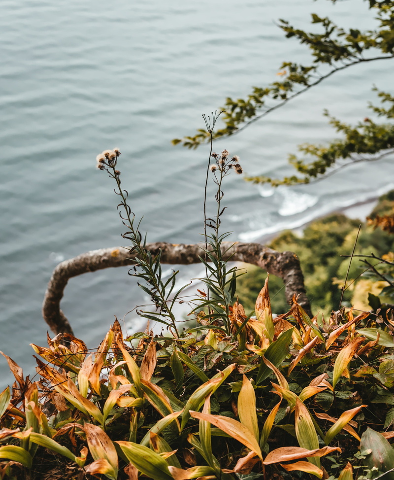 no people, scenics - nature, 4K, outdoors, land, beach, tranquility, jasmund, baltic sea, focus on foreground, tranquil scene, rügen, nature, beauty in nature