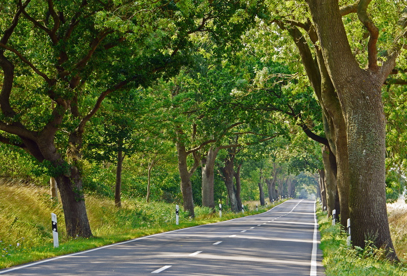 the way forward, tree, deutsche alleenstraße, nature, no people, baltic sea, tranquility, island, long, beside, trunk, direction, sign, tree trunk, plant