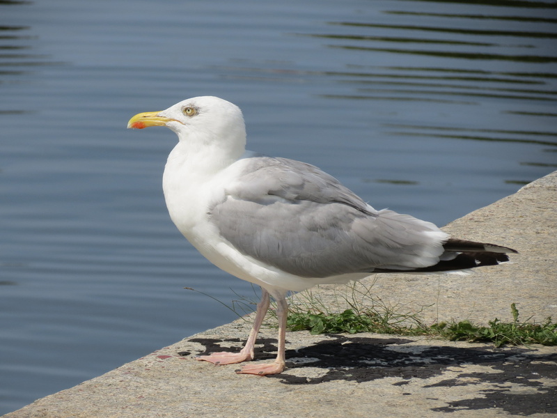 white color, stralsund, animal wildlife, perching, close-up, 4K, seagull, animal, day, nature, no people, bird, vertebrate, water, baltic sea, animals in the wild