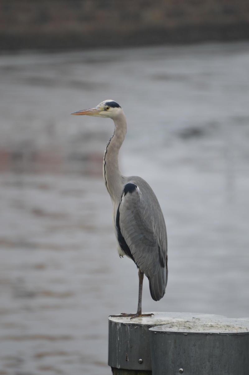 stralsund, wood - material, animal themes, beauty in nature, one animal, no people, vertebrate, animals in the wild, bird, nature, perching, seagull, water bird
