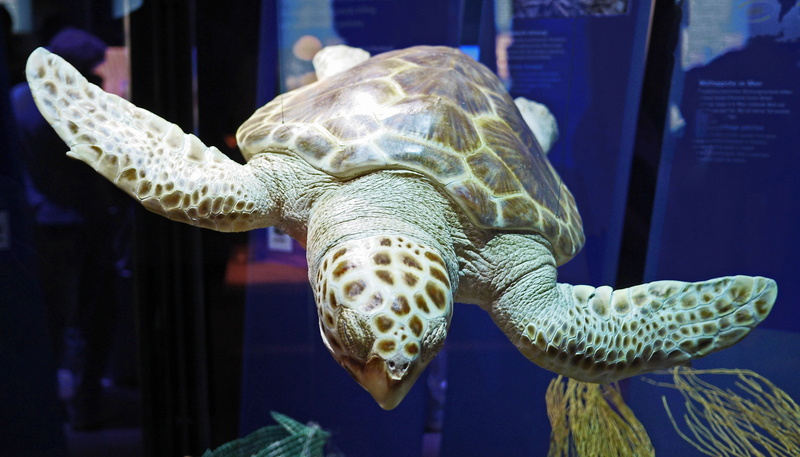 tank, close-up, animal scale, glass - material, sea, swimming, water, stralsund, ozeaneum, aquarium, vertebrate, marine, exhibition, no people, underwater