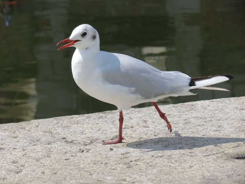 bird, baltic sea, perching, vertebrate, beak, animal themes, sunlight, port, elegant, close-up, 4K, animals in the wild, day, side view, focus on foreground