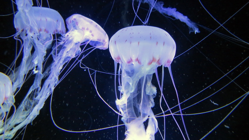 animal themes, tentacle, animals in the wild, swimming Animal, animal wildlife, blue, sea animals, outdoors, sea, swimming, underwater world, undersea