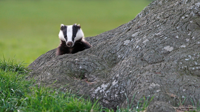 badger, Animals, great, european, 2K, britain