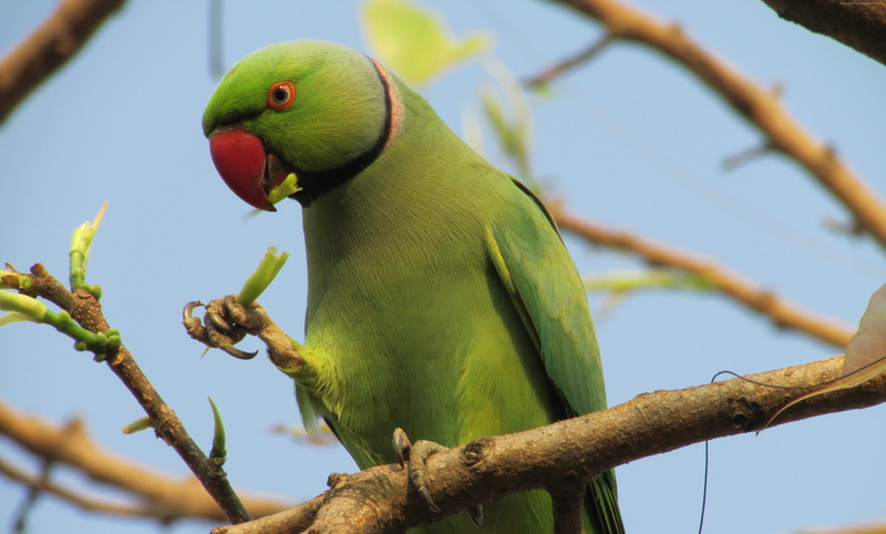 Australia, United States, Indian ring parakeet, bird, branch, 4K, tourism, Great Britain, nature, green