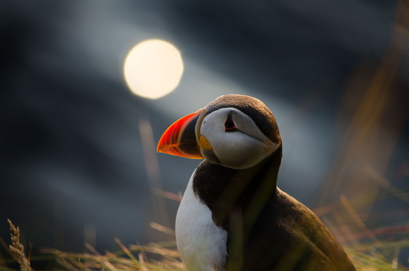 atlantic, bird, wildlife, Red, shallow, Spotlight, puffin, Puffins, Sea, Nature, Nikon, Atlantic Puffin, beak, Orkney, Scotland, 4K, Birds, animal, photography