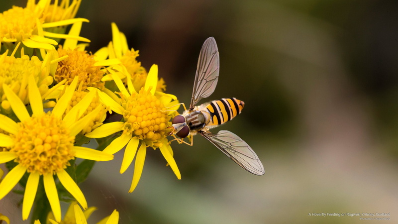 2K, Animals, orkney, scotland, hoverfly, feeding, ragwort