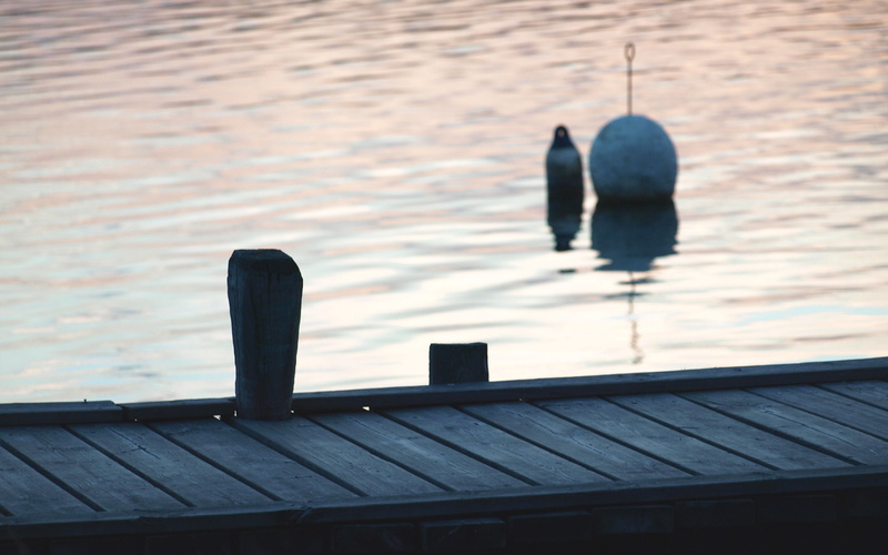 sunset, pier, animal, nature, one animal, wood - material, 2K, built structure, vertebrate, buoy, day, animal wildlife, focus on foreground, no people