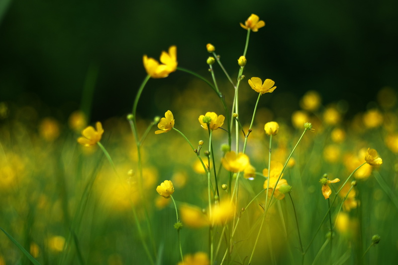 summer, green Color, Natur, depth of field, meadow, grass, ranunculus, Lumix GX7, daytime, Ranunculus acris, gelb, nature, outdoors, bloom, in bloom, acris
