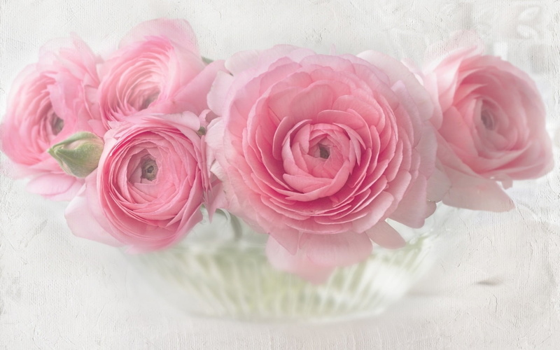 vulnerability, soft, freshness, focus on foreground, bouquet, inflorescence, plant, nature, petal, pink color, flower arrangement, no people, rose - flower