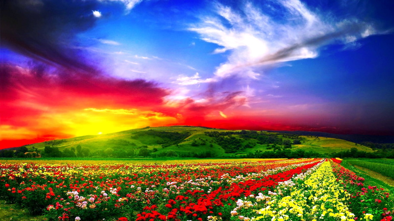 nature, tranquil scene, sun, day, no People, non-Urban Scene, springtime, farm, beauty In Nature, flowering plant, multi Colored, 1080P, summer, plant