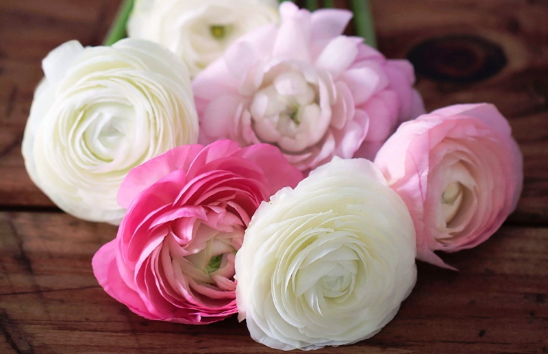 elegance, 1080P, focus on foreground, food, freshness, love, flower Head, high angle view, plant, food and drink, still life, rose, petals, ranunculus
