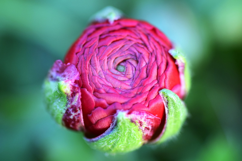 photography, ranunculus asiaticus, ranunculus, maroon, growth, nature, flowering plant, rosa, focus, fragility, selective focus, garden plant, buttercup
