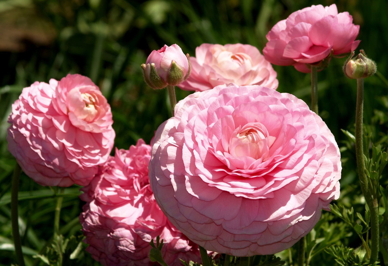 Ranunculus, flowers, Buttercup, 1080P, pink, Asian, lush