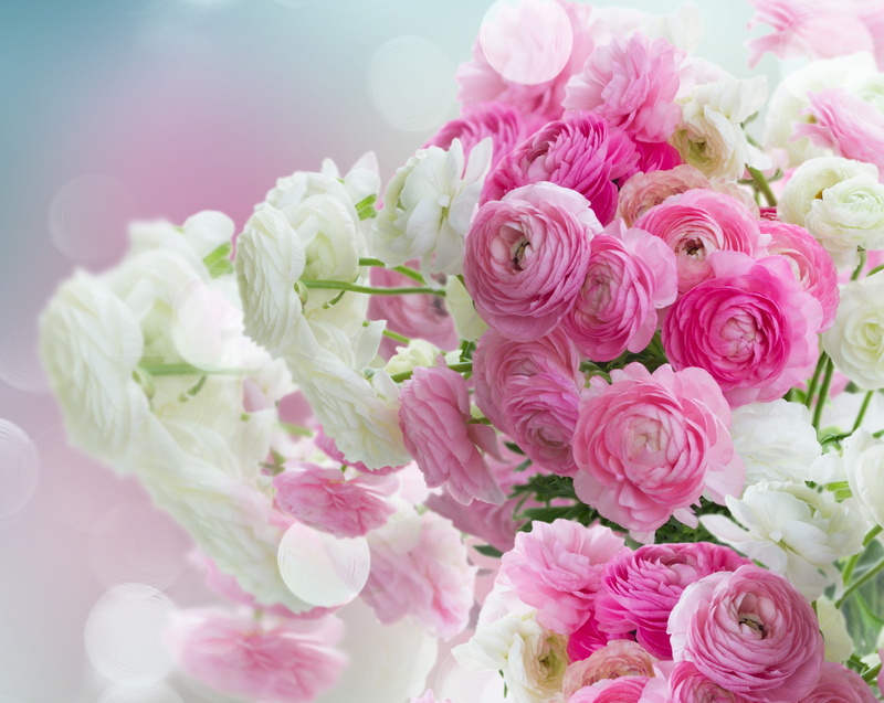 white, pink, beautiful, ranunculus, buttercups, flowers, pink flowers, 4K