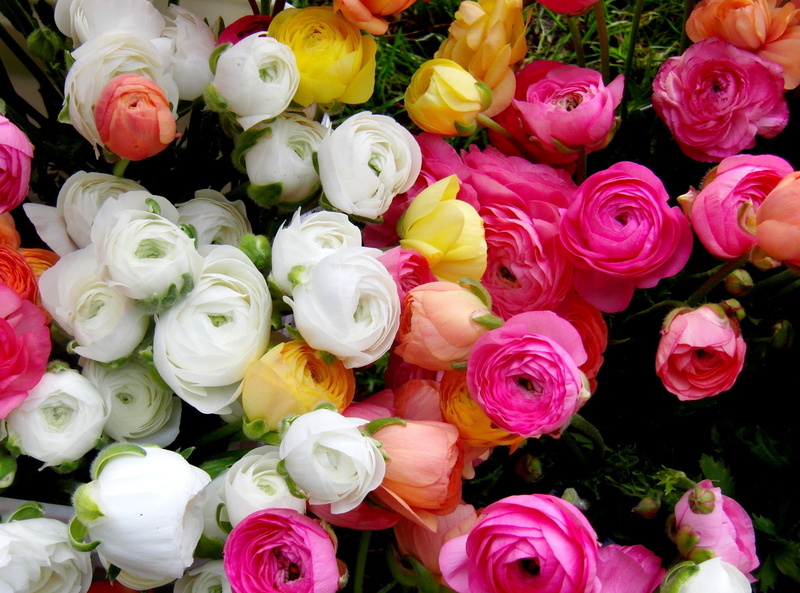 pink, Asian, Buttercup, flowers, white, Ranunculus, 2K, yellow