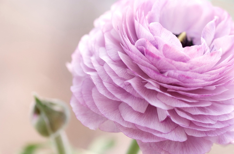 Ranunculus, macro, Buttercup, 1080P, flowers, Asian