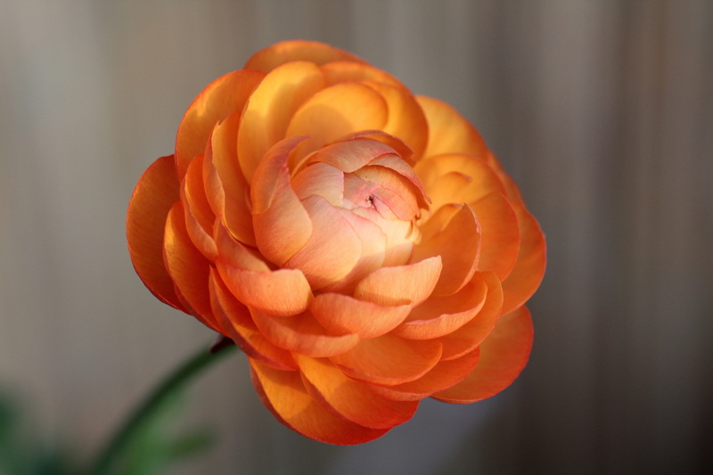 plant, rose, flower head, ranunculus flower, 2K, freshness, orange, close up, macro, petal, flowering plant, no people, schnittblume, close-up, beauty in nature