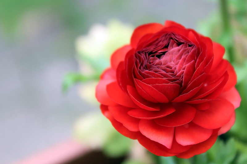 Ranunculus, inflorescence, plant, nature, fragility, petal, growth, spring flower, flower head, close, flowering plant, rose - flower, Blossom, bright