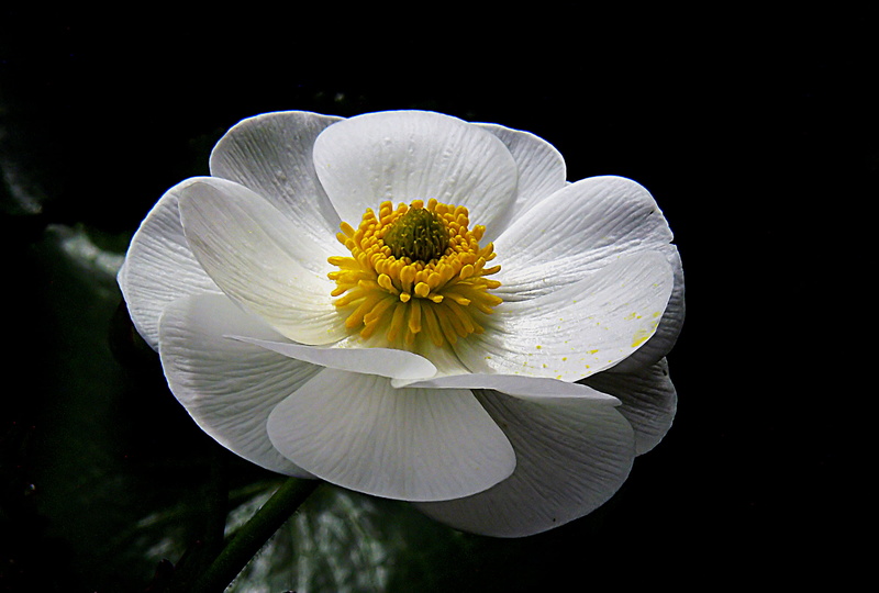 New Zealand Plants, Dedication, photos, Bridge Camera, Mount Cook Lily, mount, Flowers, single Flower, cook, beauty In Nature, white, flower Head, Public Domain