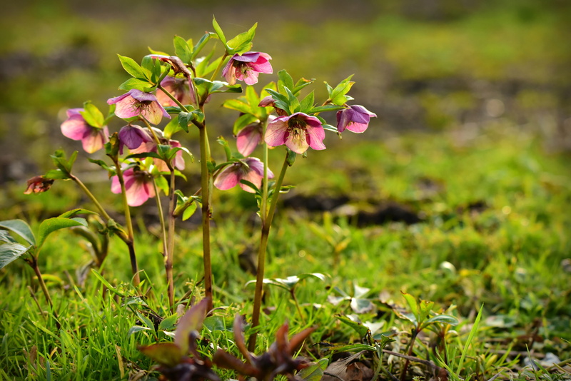 4K, purple, petal, fragility, herald of spring, pink color, flower, petals, winter flower, flower head, nature, inflorescence, focus on foreground, hellebore