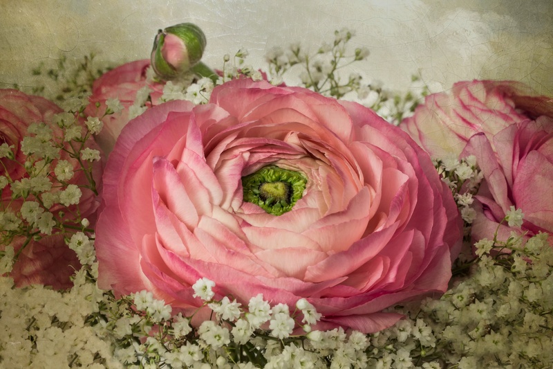 flowers, ranunkeln, indoors, growth, no people, nature, flower arrangement, close-up, flower head, breath, vulnerability, petal, flowering plant, rose
