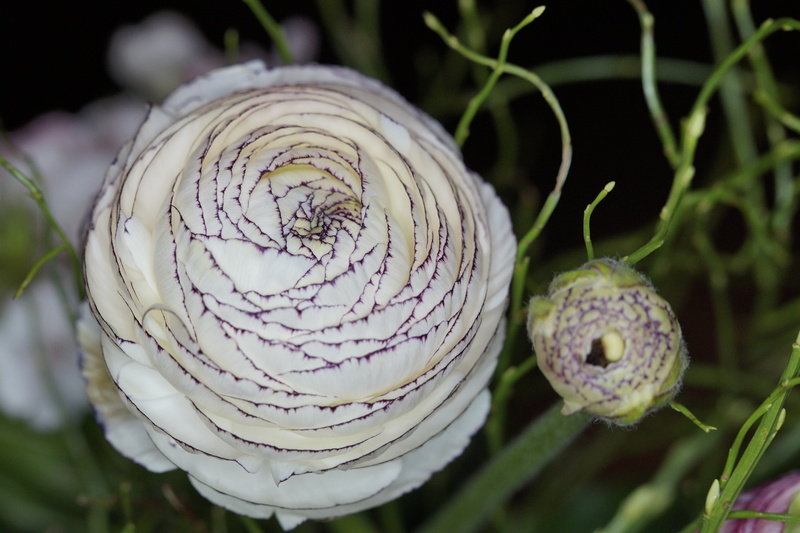 purple, freshness, plant, food and drink, growth, green color, flower, beauty in nature, close-up, selective focus, day, flowering plant, ranunculus, bouquet