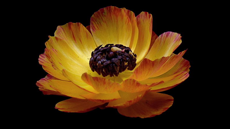 studio shot, inflorescence, yellow, petal, nature, fragility, plant, softness, beauty in nature, 2K, no people, vulnerability, indoors, pollen, flower