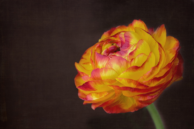 2K, blossom, copy space, closeup, studio shot, nature, close, flowering plant, no people, close-up, fragility, yellow red, ranunculus, red, vibrant color