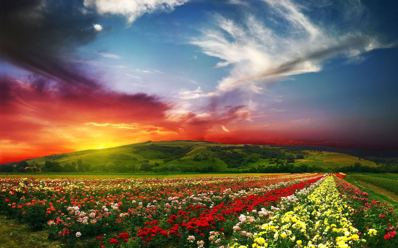 springtime, meadow, field, growth, color, outdoors, europe, sunbeam, landscaped, petaled, yellow, sunflower, cloud - Sky, freshness, ranunculus, petal