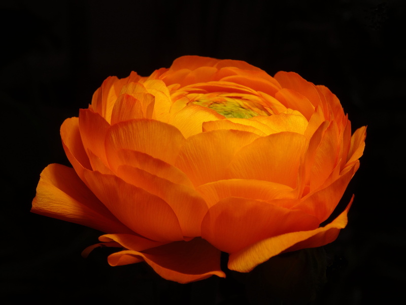 ranunculus asiaticus, 5K, freshness, flowering plant, ranunculus, fragility, bright, flower arrangement, ranunculus flower, single object, vulnerability
