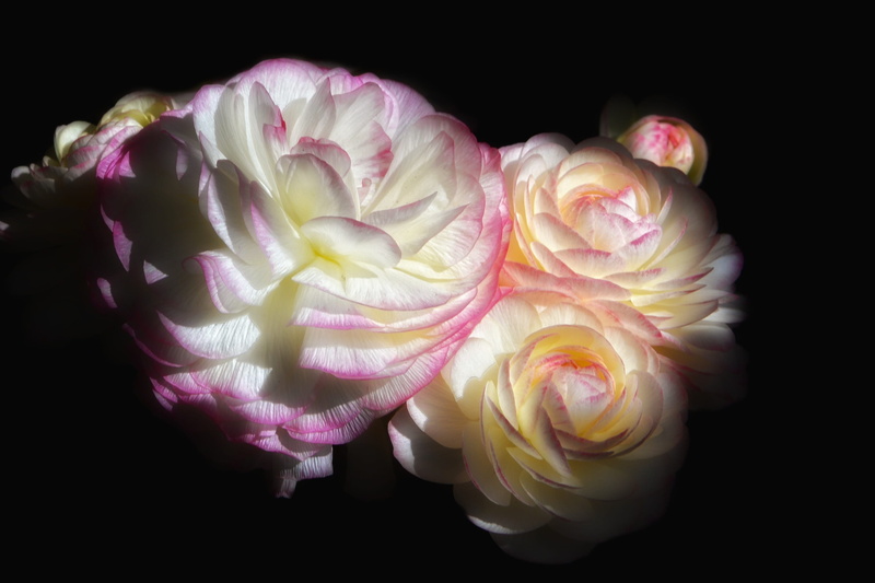 plant, indoors, Ranunculus, Pink, black background, bouquet, freshness, flowering plant, 2K, vulnerability, flowers, ranunculus asiaticus, multi colored