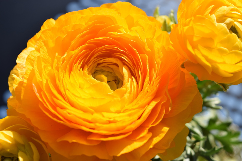 beauty in nature, focus on foreground, vulnerability, rose, flower, softness, flowering plant, springtime, ranunculus, flower Head, day, freshness, nature
