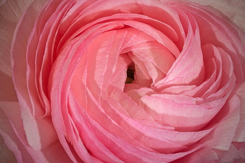 petal, textile, vulnerability, no people, pink, freshness, red, flower, ranunculus asiaticus, rose, ranunculaceae, inflorescence, softness, rose - flower