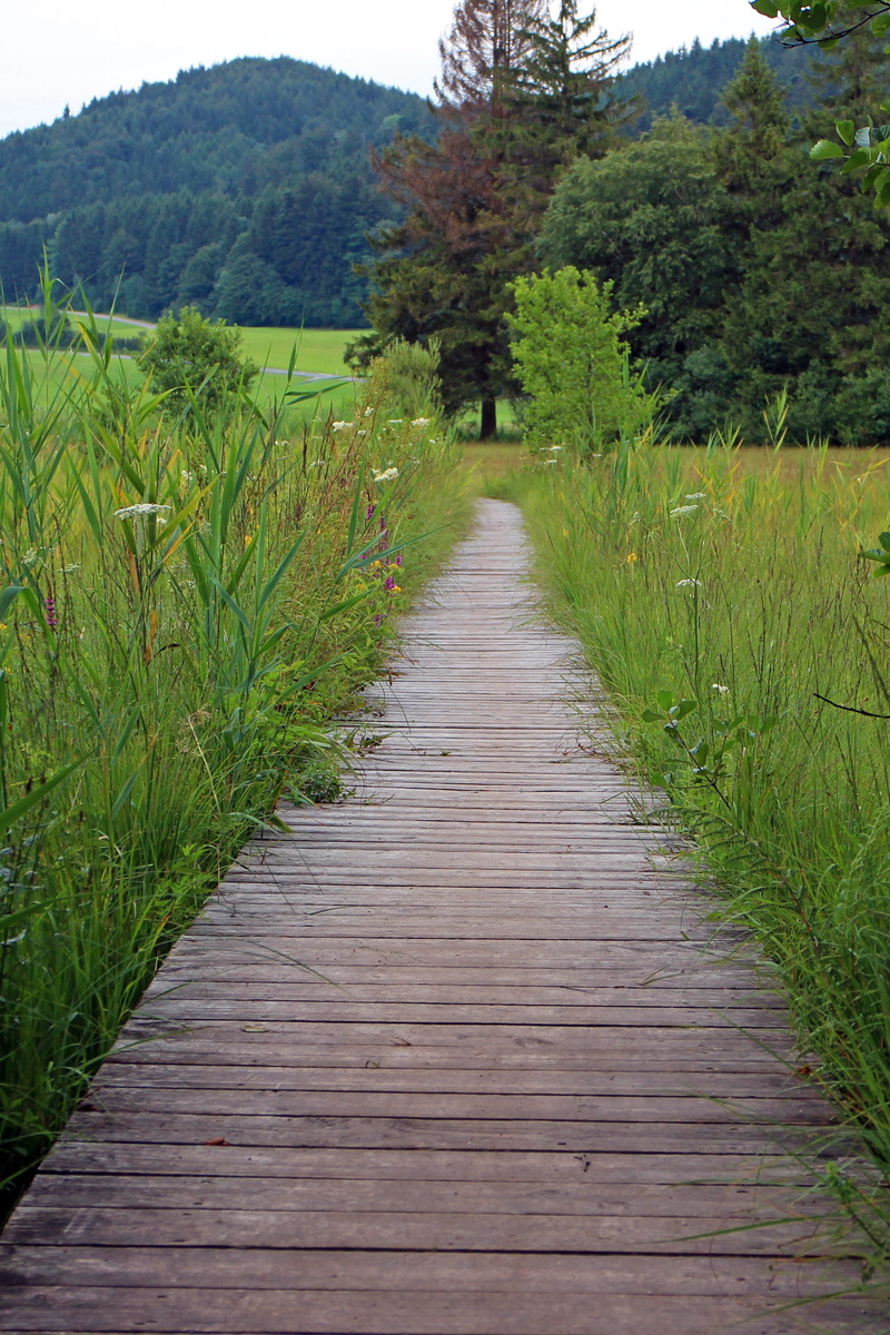 green Color, pathway, web, footpath, architecture, no People, plant, grass, agriculture, brown, growth, fields, wood, tranquil scene, beauty in nature