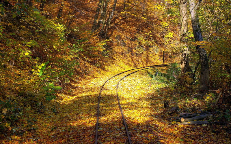 non-Urban Scene, wood, railway, scenics, tranquility, rural Scene, gold Colored, road, trunk, leaf, travel, yellow, forest, outdoors, autumn collection
