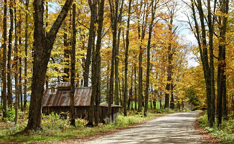 growth, tranquility, no people, scenery, guidance, fall, forest, autumn collection, woodland, direction, woods, country, day, house, 1080P, wooden shack