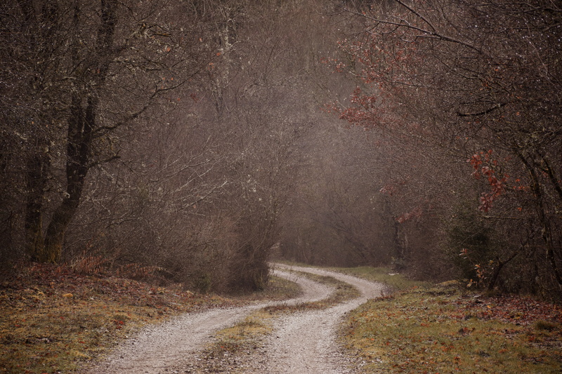 non-urban scene, woods, country road, foliage, dirt road, outdoors, tranquil scene, environment, tranquility, mysterious, haunted forest, winter, spooky