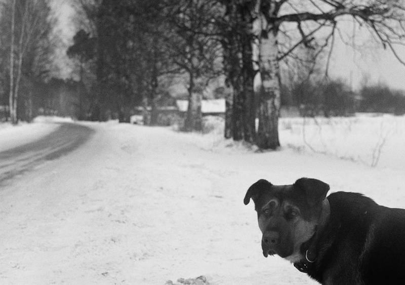 friendship, pets, sadness, snowing, winter, black and white, abandoned, cold temperature, alone, animal, animal themes, dog, walking, face, sidewalk, daytime