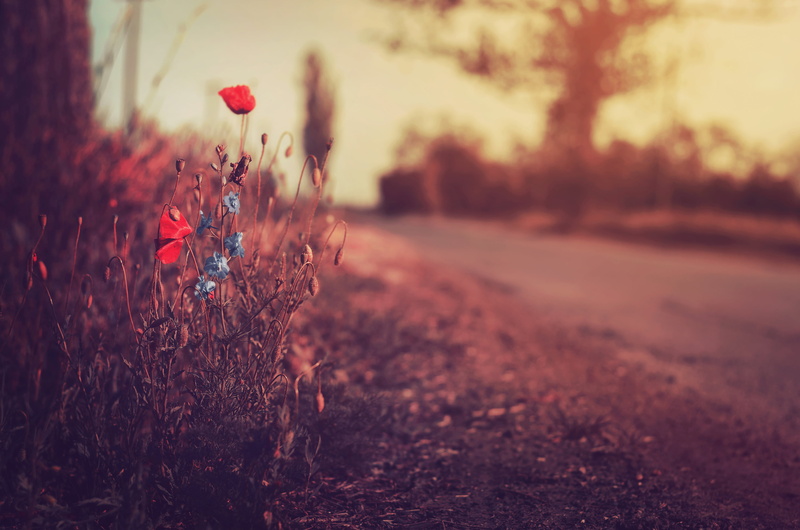 fine  art, Helios, old-fashioned, road, 4K, Explored, nature, Country road, Thank you, flowers, grass, light  red, red, shallow, shallow focus, poppy