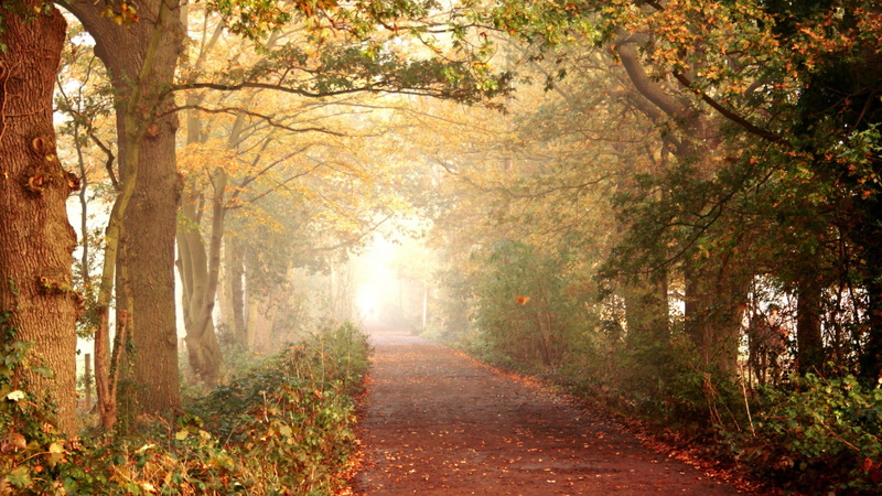 scenery, forest, scenic, beauty in nature, fog, change, footpath, the way forward, direction, clouds, road, old, leaves, woods, foliage, natural, sky, tree
