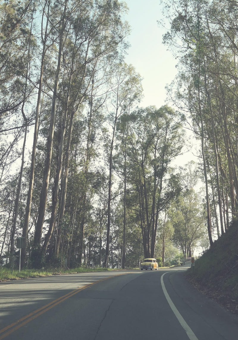 car, dividing line, road, tree trunk, 4K, forest, wood, old car, trunk, faded, gray, vintage, plant, transportation, brown, yellow, outdoors, surrounded