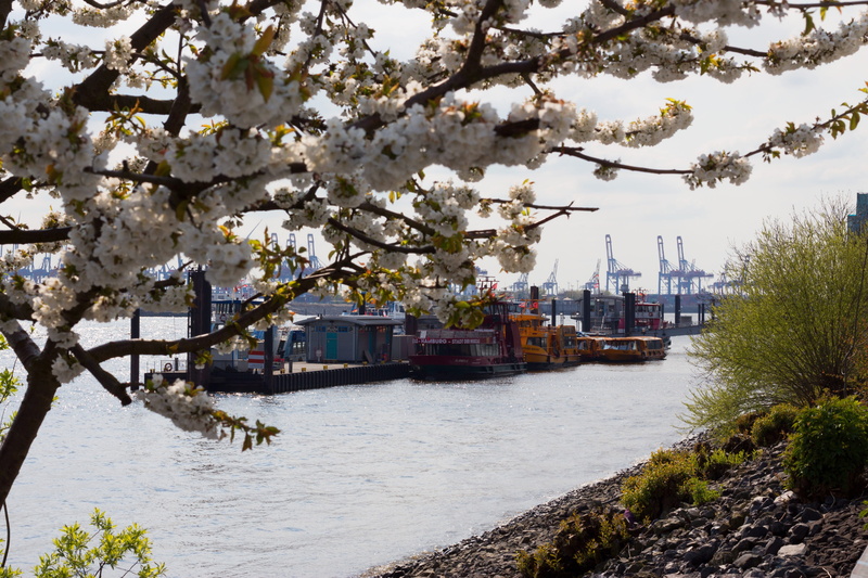 ship, spring, built structure, nature, building exterior, beauty in nature, cherry blossom, port city, green, day, springtime, tree, hamburg, branch, flowering plant