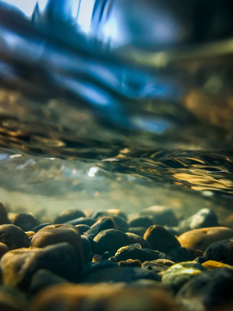 plant, river, stream, rock, land, close-up, path, scenics - nature, photo, day, animal, beauty in nature, underwater, fish, flow, stone - object, surface level
